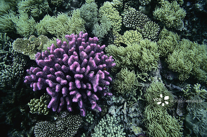 紫色和绿色珊瑚图片素材