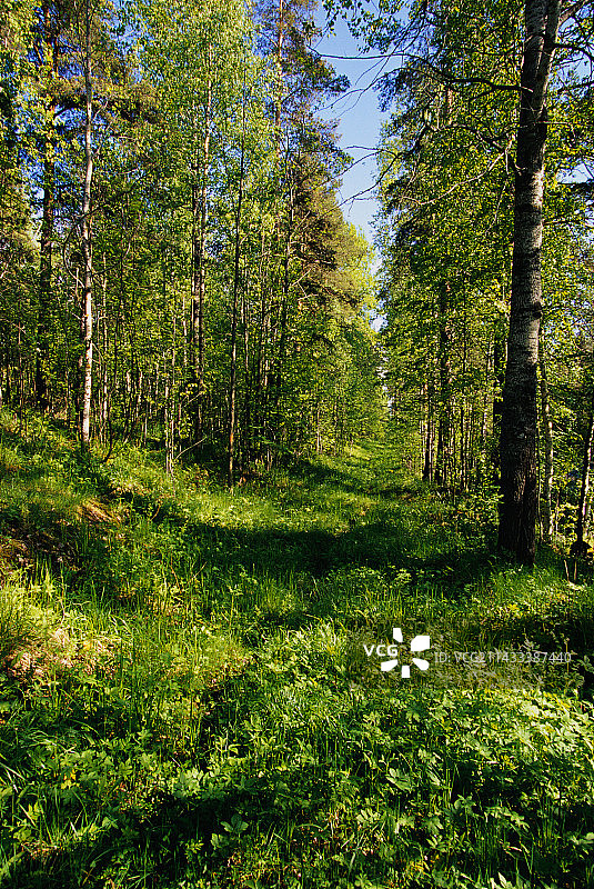 白桦和白杨森林图片素材