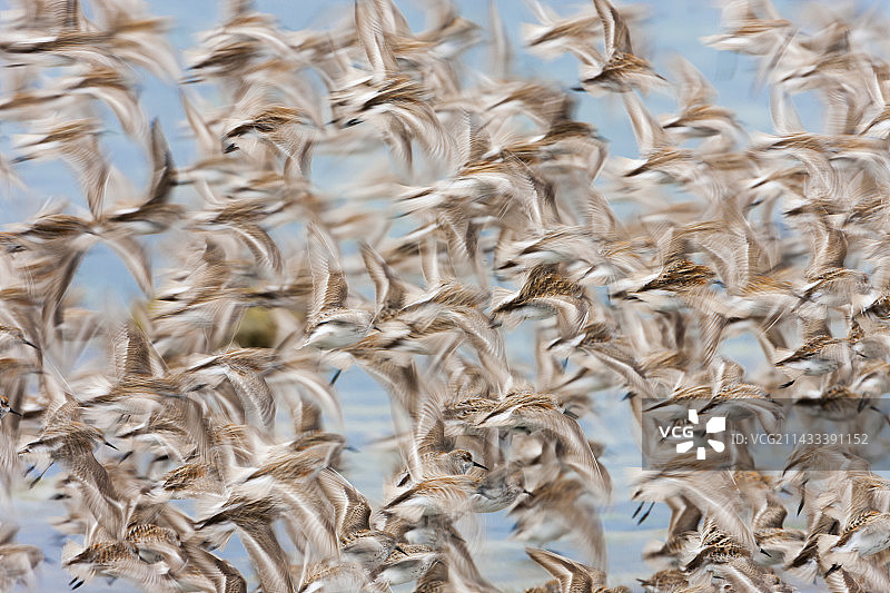 飞行中的西部沙锥鸟群图片素材