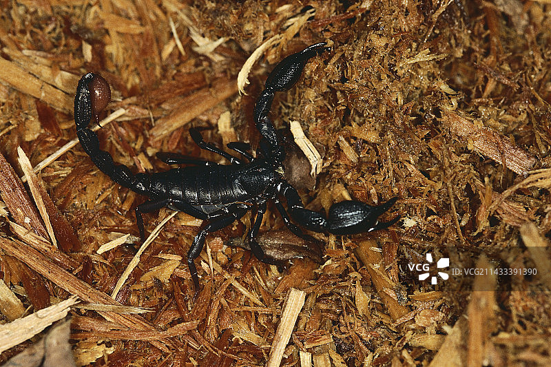 木片上的黑色蝎子图片素材
