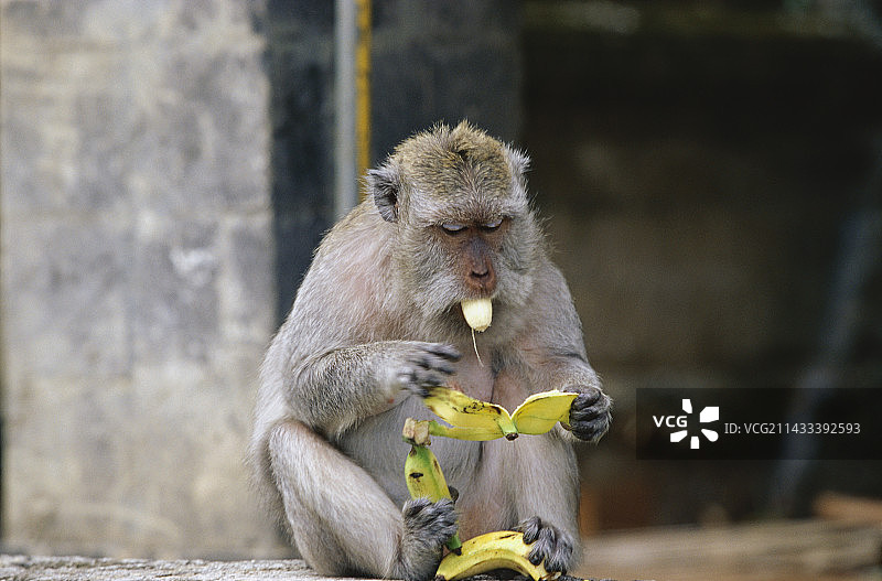 猴子吃香蕉图片素材
