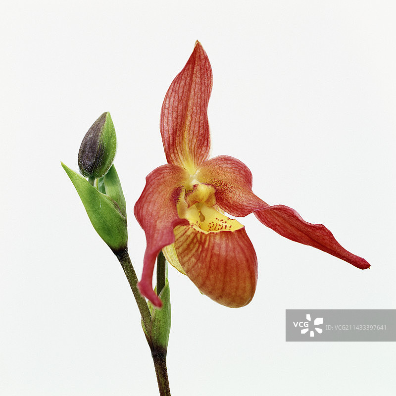 红色兰花图片素材