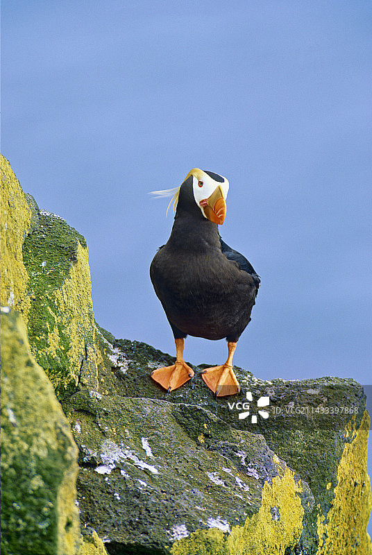 圣保罗岛的海鹦图片素材