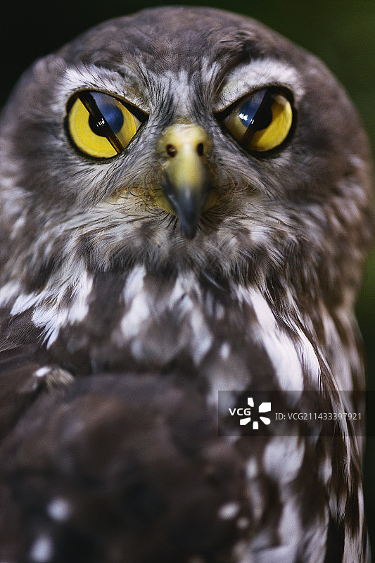 眨眼的叫鸮图片素材