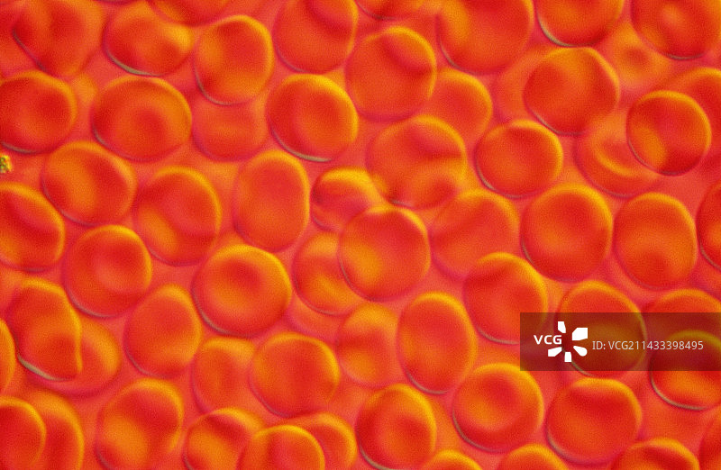 红色血细胞图片素材