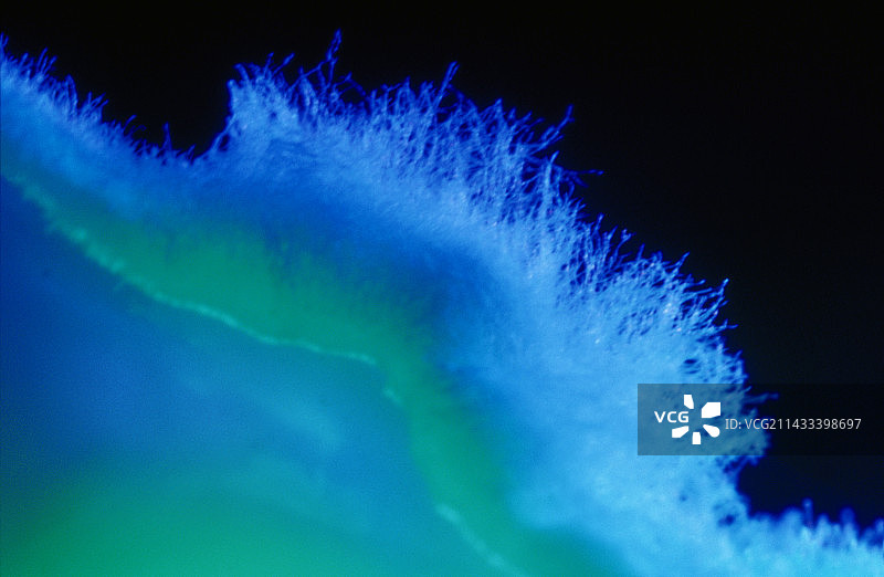 青霉菌蓝霉图片素材