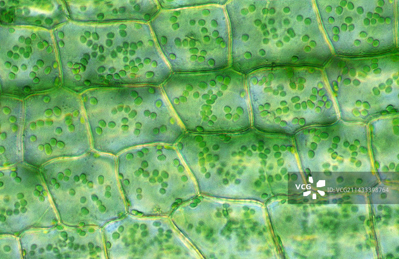 洋葱细胞图片素材