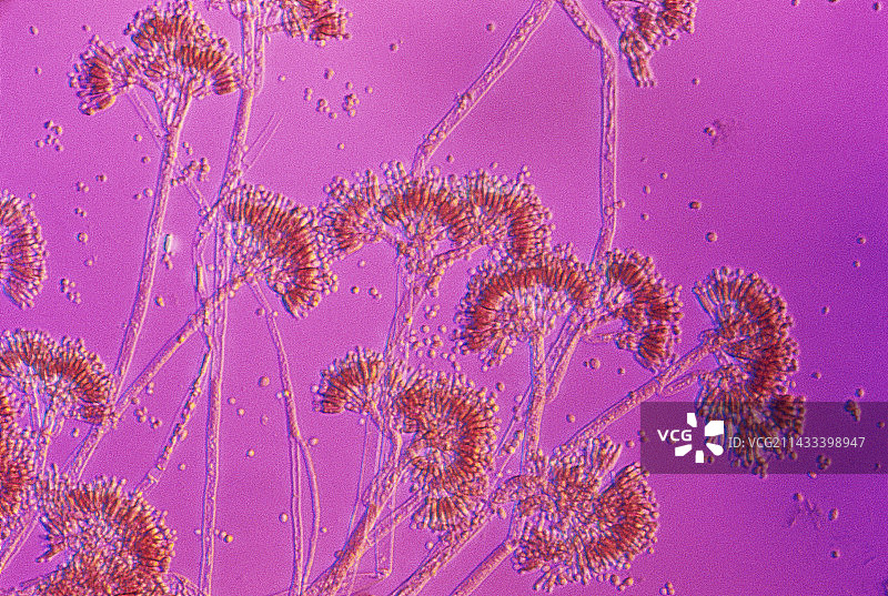 青霉素图片素材