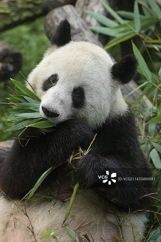 大熊猫吃竹子图片素材