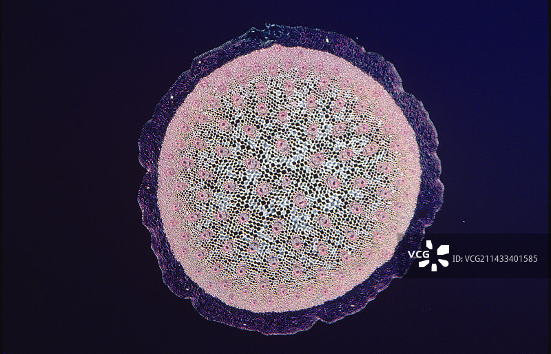 假叶树茎的横截面图片素材