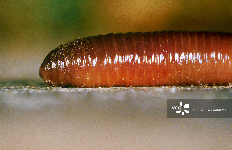 蚯蚓特写图片素材