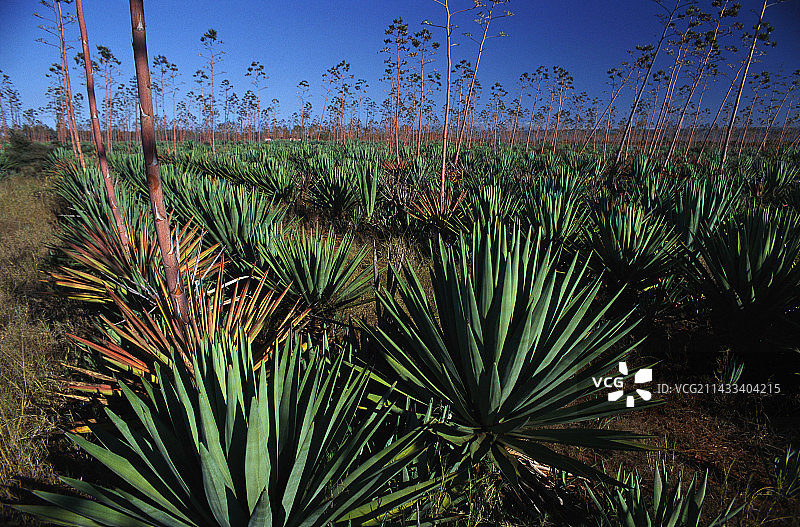马达加斯加的剑麻种植园图片素材