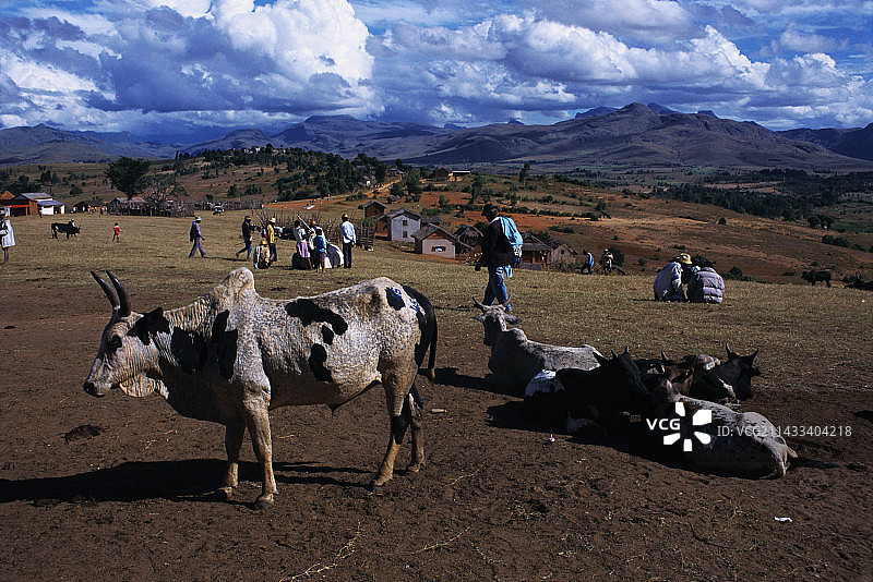 集市上的瘤牛图片素材