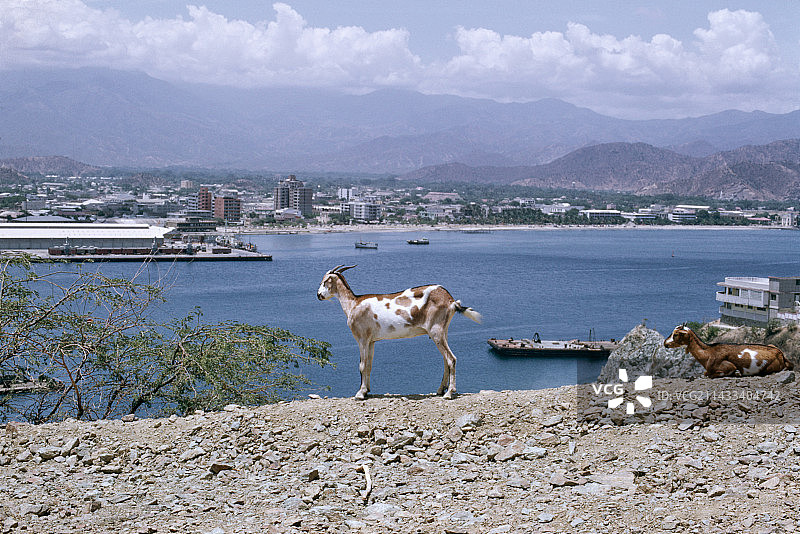 俯瞰哥伦比亚小镇的山羊图片素材