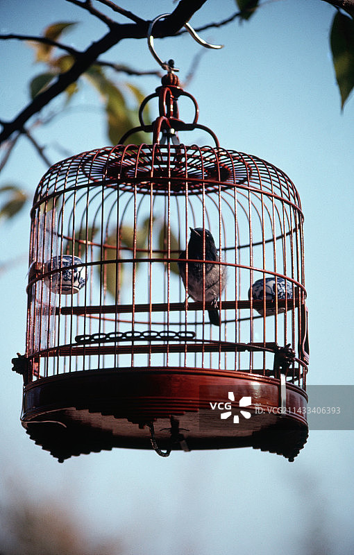 笼中鸟图片素材