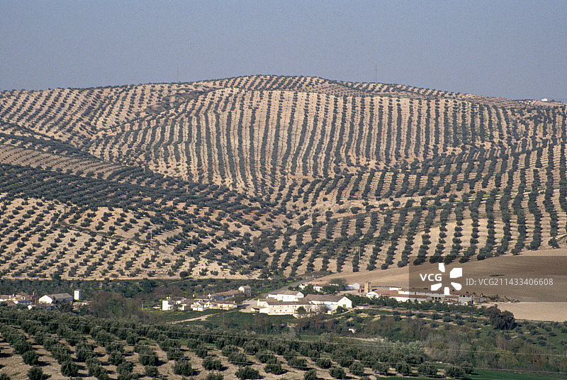 橄榄树环绕的小山谷城镇图片素材