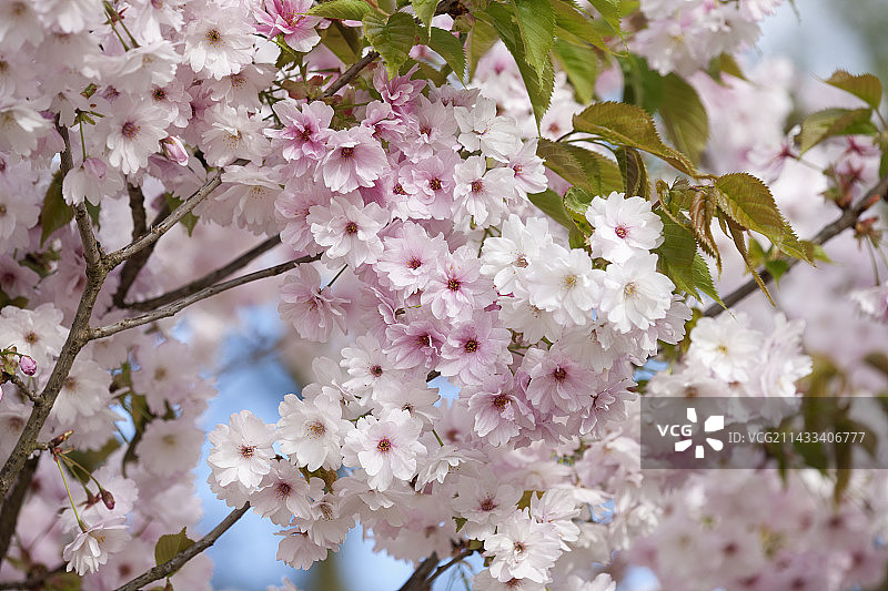 威斯利皇家园艺学会花园：樱花图片素材