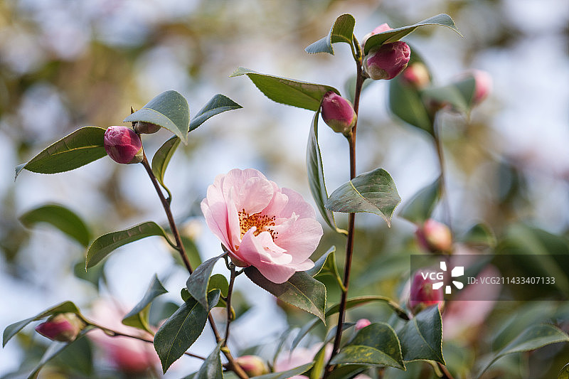 RHS威斯利花园山茶花费利克斯·哈里斯图片素材