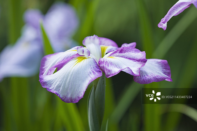 英国德文郡：燕子花国家收藏图片素材