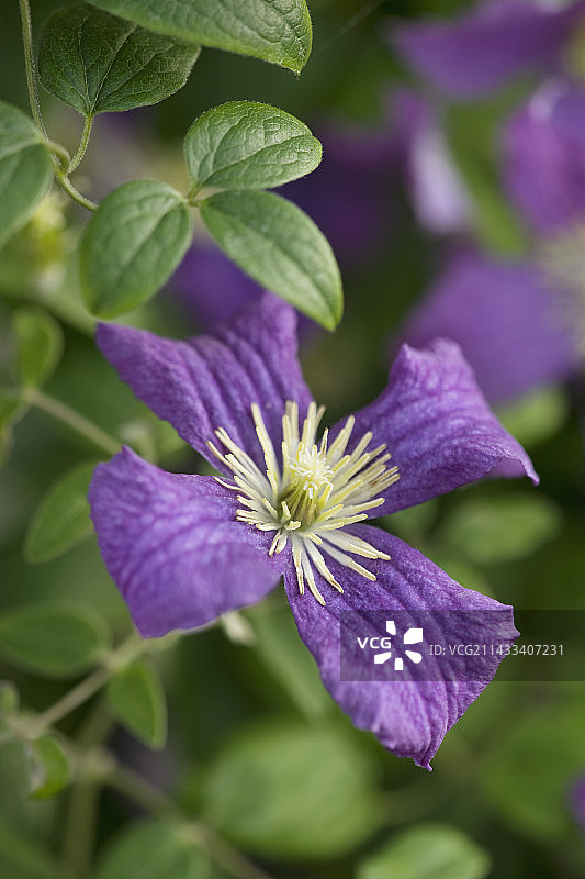 雷蒙德·埃维森铁线莲图片素材
