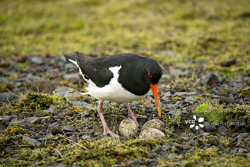 冰岛维克附近的蛎鹬巢图片素材