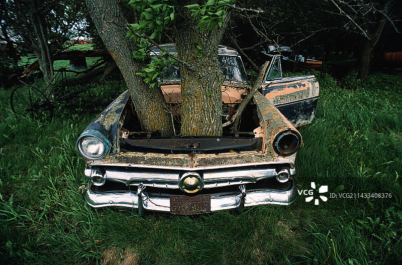 生长在废弃汽车中的白蜡树图片素材