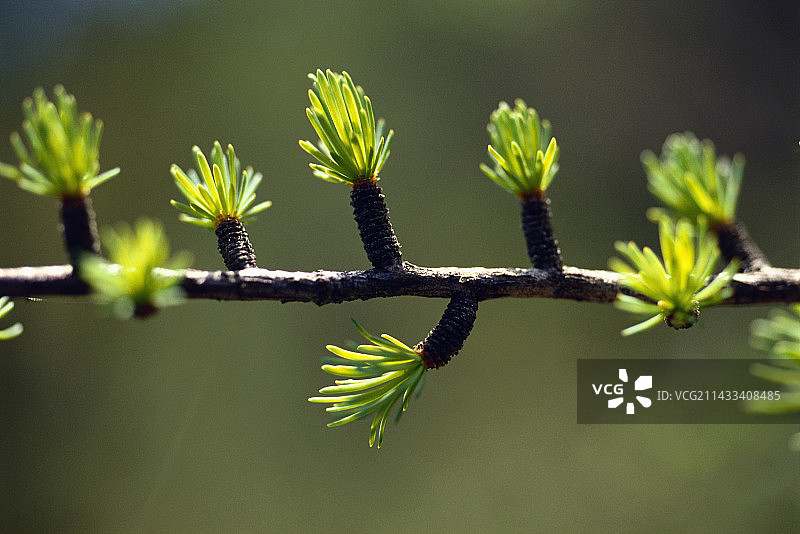 开始发芽的落叶松针图片素材