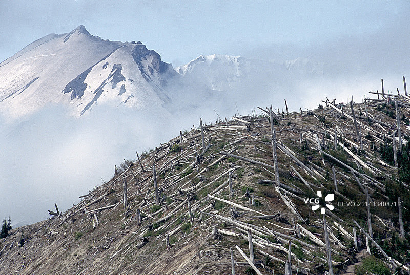 圣海伦斯火山附近的枯树图片素材