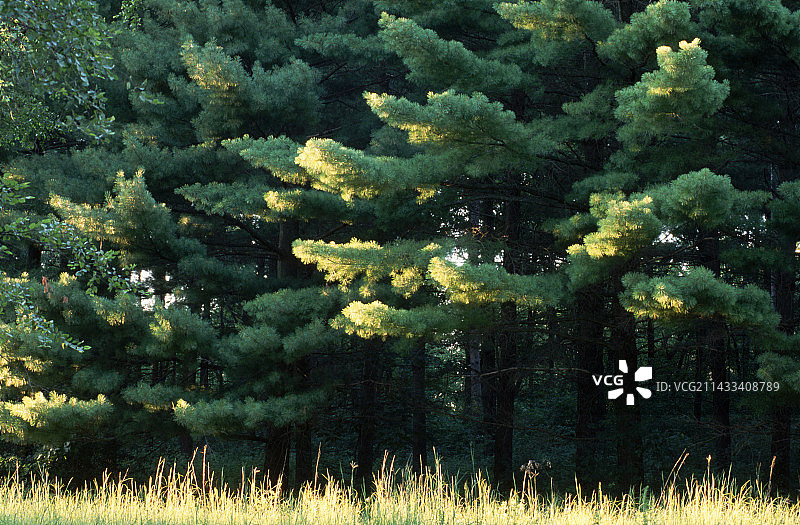 阳光下的东部白松图片素材