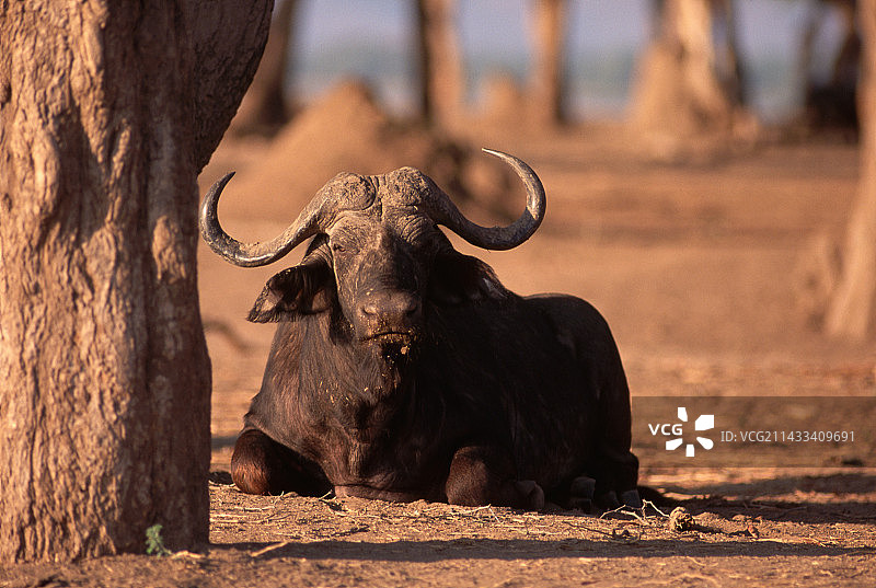 非洲水牛在地上休息图片素材