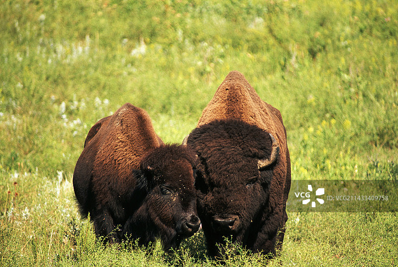 求偶的野牛，脸颊相贴图片素材