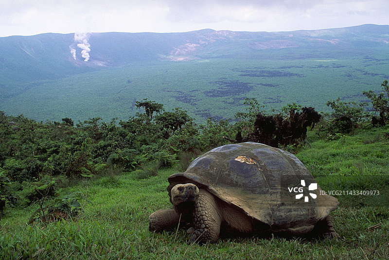 火山口边缘的乌龟图片素材