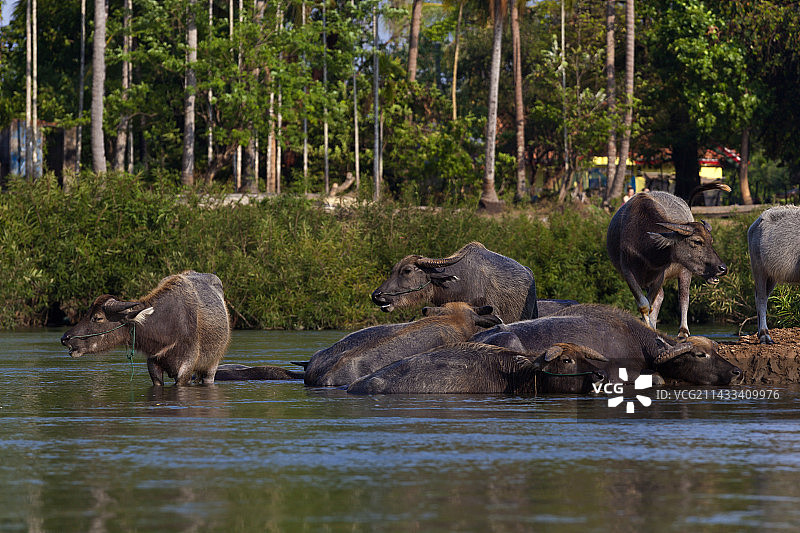 湄公河四千岛区域栋德岛上的水牛图片素材