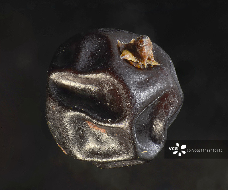 刺柏浆果图片素材