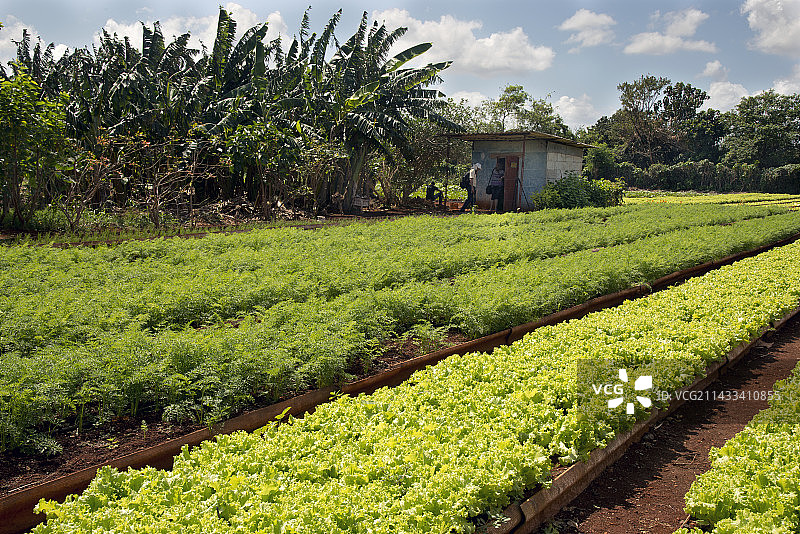 古巴有机农场图片素材