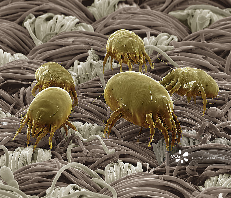 屋尘螨图片素材