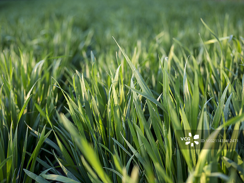 河北省石家庄市麦田图片素材