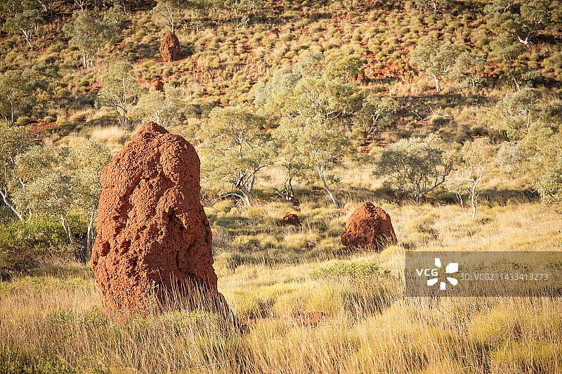 哈默斯利峡谷附近的旋花草和蚁丘图片素材