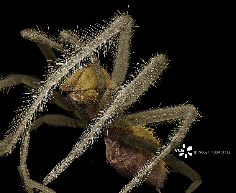 雌性普通家蜘蛛图片素材