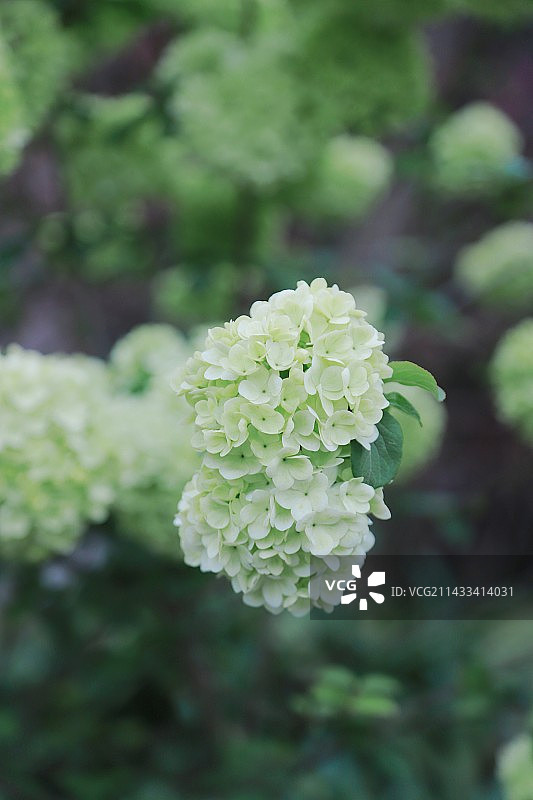 盛开的绣球花图片素材