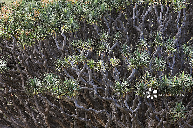 加那利群岛龙血树图片素材