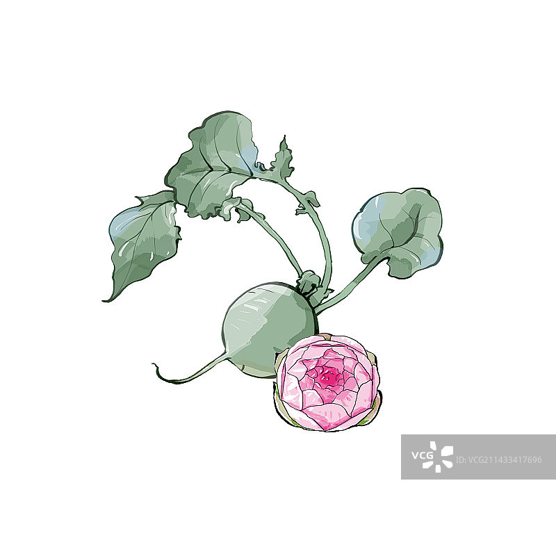 白色背景上的蔬菜花萝卜图片素材