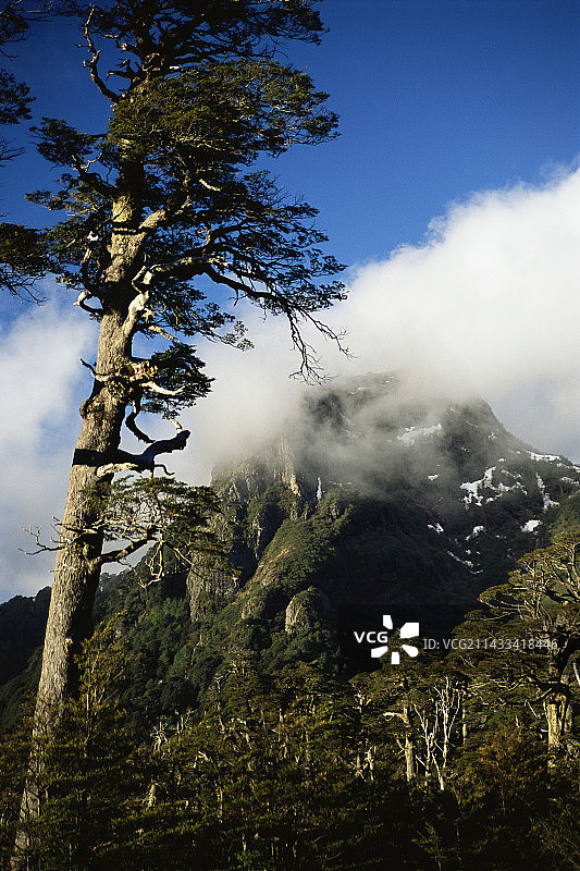 智利比亚里卡火山的冷加森林图片素材
