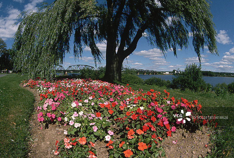 弗雷德里克顿公园圣约翰河沿岸的鲜花图片素材