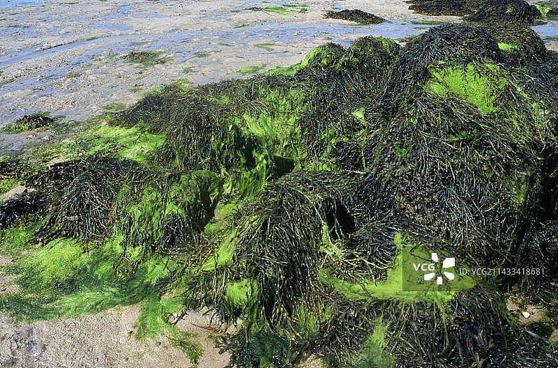 海滩上的墨角藻和海莴苣图片素材