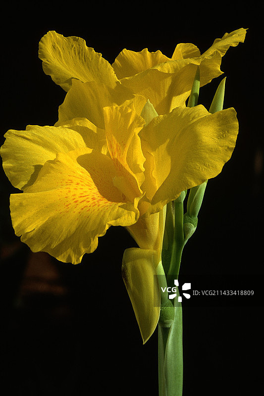 黄色美人蕉图片素材