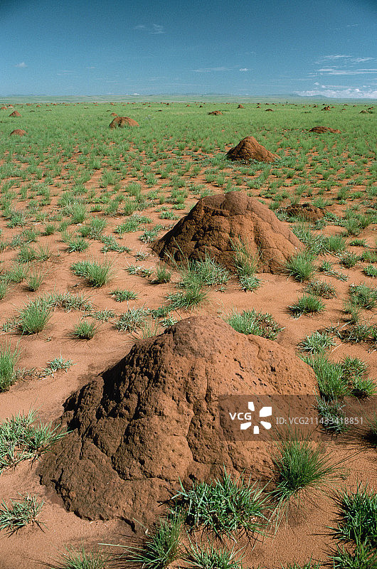 白蚁丘图片素材