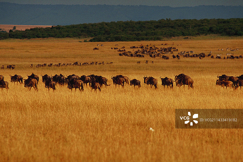 草原上的角马图片素材