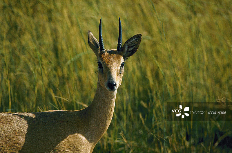 高草地中的小羚羊图片素材