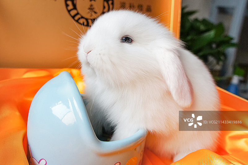 一只小白兔垂耳兔宠物特写图片素材